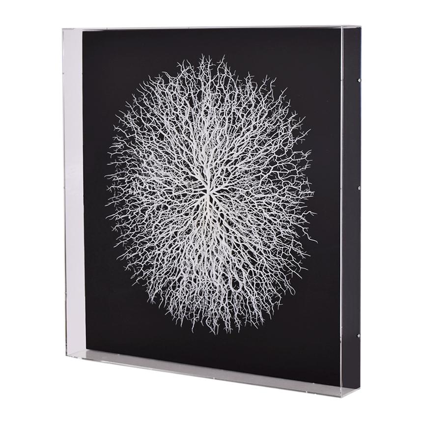 Clear Sea Fan Shadow Box  main image, 1 of 6 images.