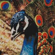 Peacock Wall Art  alternate image, 7 of 7 images.