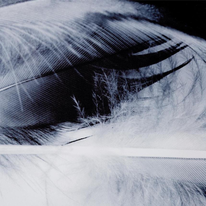 Feather Light Wall Art  alternate image, 3 of 3 images.