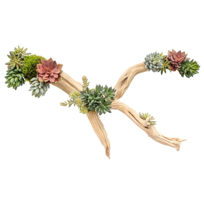 Kutuk Plant  alternate image, 3 of 9 images.