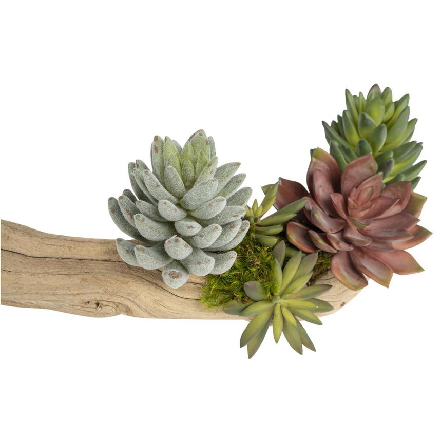 Kutuk Plant  alternate image, 8 of 9 images.