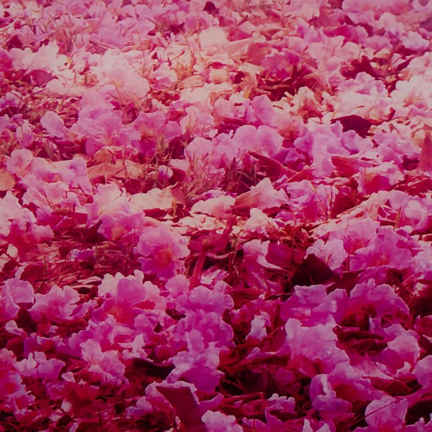 Pink Meadow Acrylic Wall Art  alternate image, 6 of 6 images.