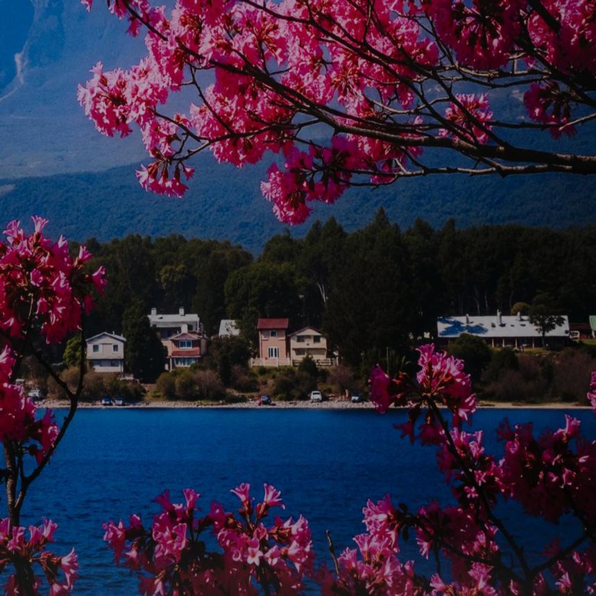 Fuji in Bloom Acrylic Wall Art  alternate image, 6 of 6 images.