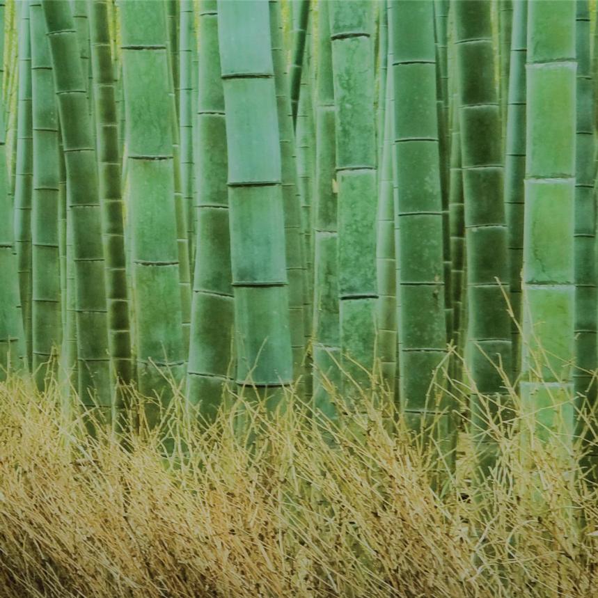 Bamboo Path Acrylic Wall Art alternate image, 6 of 6 images.
