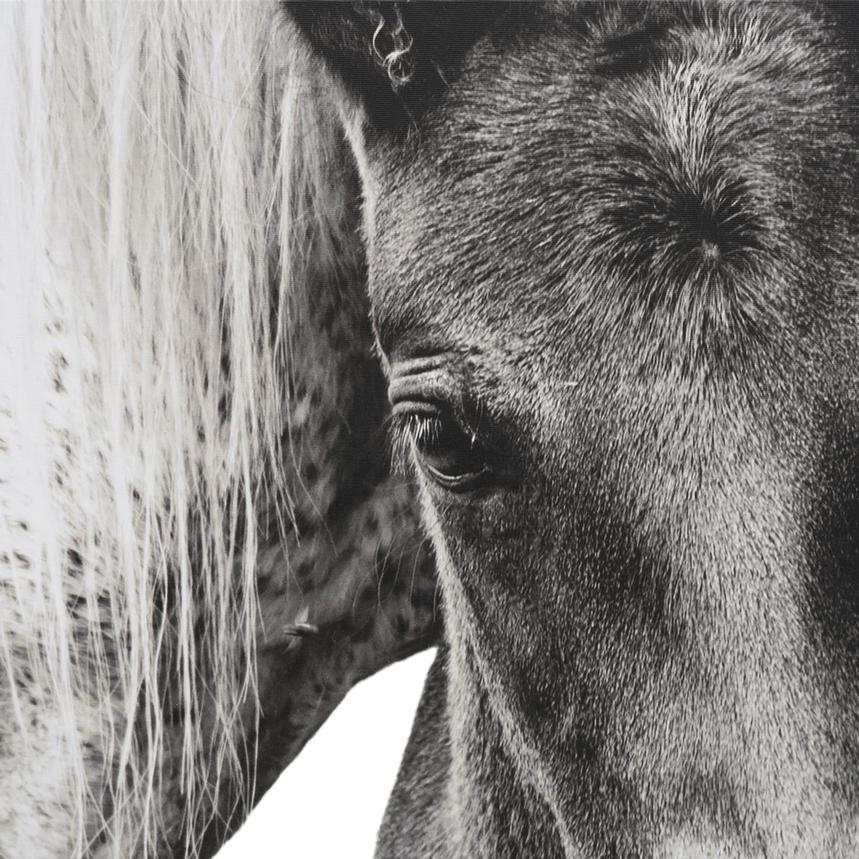 Gentle Bond Canvas Wall Art  alternate image, 6 of 6 images.